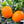 Fukumoto Navel Orange Tree