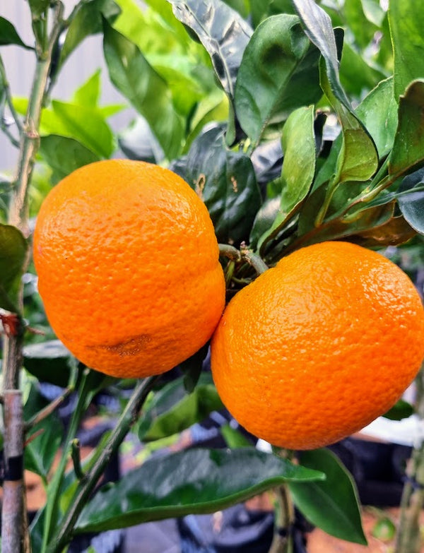 Fukumoto Navel Orange Tree