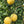 Genoa Lemon Tree