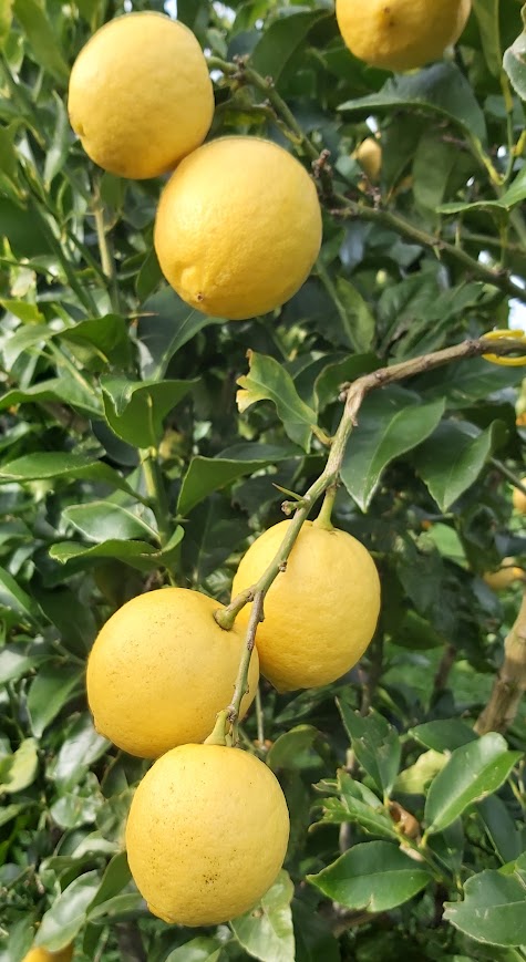 Genoa Lemon Tree