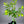 Genoa Lemon Tree