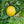 Genoa Lemon Tree