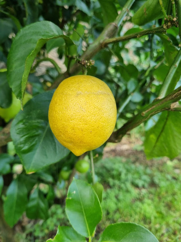 Genoa Lemon Tree