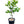 Golden Special Grapefruit Tree
