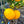 Golden Special Grapefruit Tree