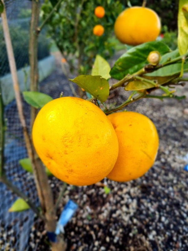 Golden Special Grapefruit Tree