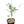 Finger Lime Tree Green