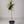 Finger Lime Tree Green
