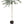 Finger Lime Tree Green