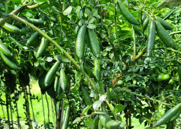 Finger Lime Tree Green