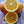 Harwood Late Orange Tree (Valencia)