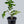 Kaffir Lime Tree (Makrut Lime Tree)