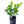 Kaffir Lime Tree (Makrut Lime Tree)