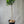 Kaffir Lime Tree (Makrut Lime Tree)