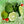 Kaffir Lime Tree (Makrut Lime Tree)