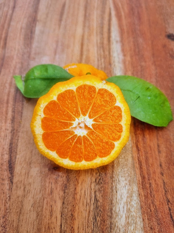 Kawano Satsuma Mandarin Tree