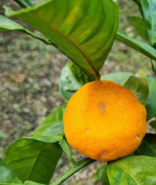 Kawano Satsuma Mandarin Tree