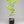 Kawano Satsuma Mandarin Tree