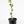 Key Lime Tree (Mexican Lime Tree)