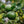 Key Lime Tree (Mexican Lime Tree)