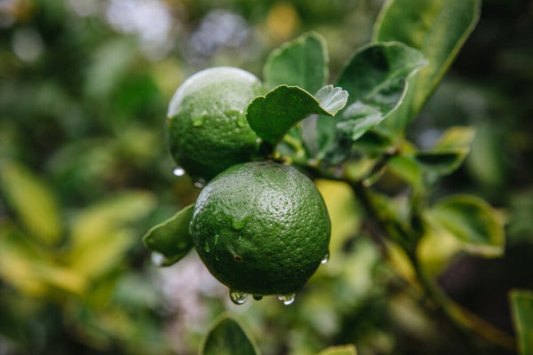 Key Lime Tree (Mexican Lime Tree)