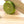 Key Lime Tree (Mexican Lime Tree)