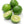 Key Lime Tree (Mexican Lime Tree)