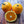 Kiyomi Tangor Orange  x Satsuma Mandarin. Sweet & Juicy
