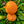 Kiyomi Tangor Orange  x Satsuma Mandarin. Sweet & Juicy