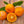 Meiwa Kumquat  Tree