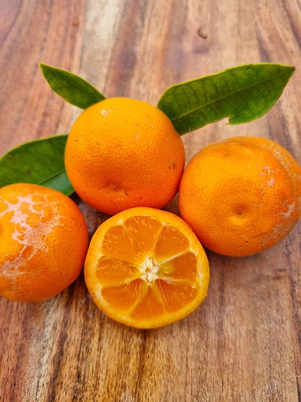 Meiwa Kumquat  Tree