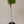 Meiwa Kumquat  Tree