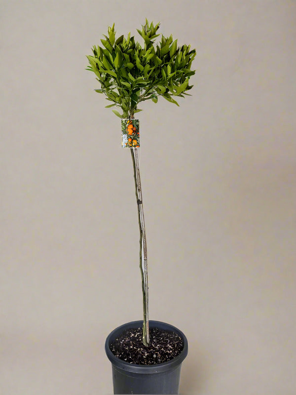 Meiwa Kumquat  Tree