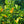 Meiwa Kumquat  Tree
