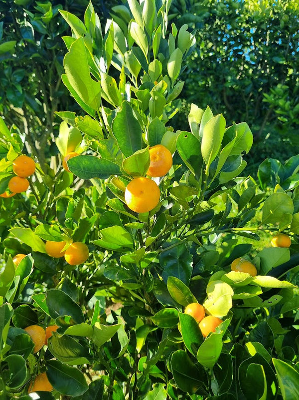Meiwa Kumquat  Tree