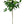 Kumquat Nagami Tree