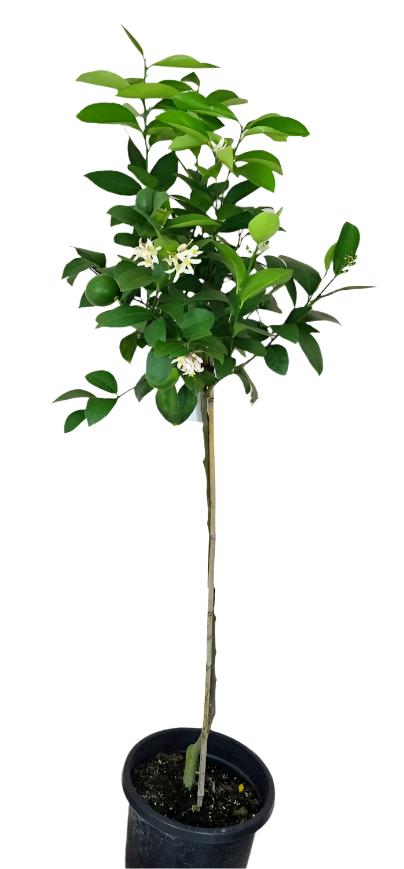 Kumquat Nagami Tree