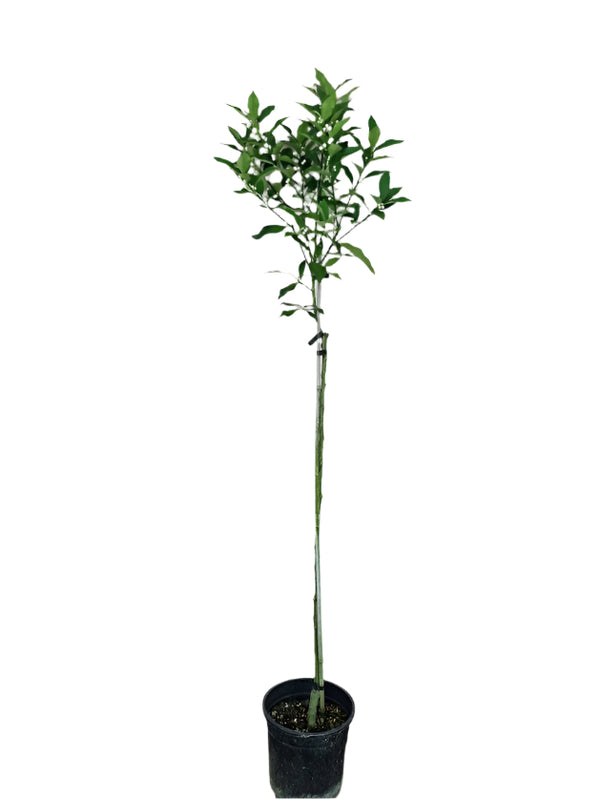 Kumquat Nagami Tree