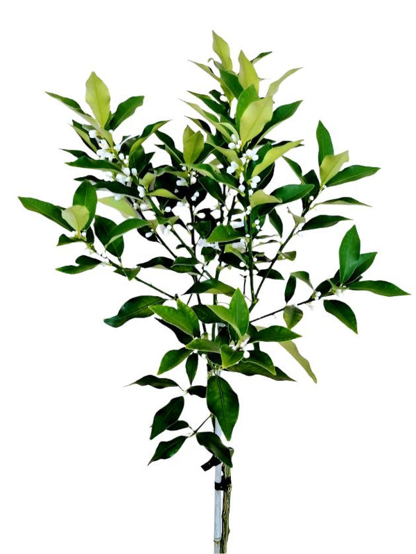 Kumquat Nagami Tree