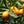 Kumquat Nagami Tree
