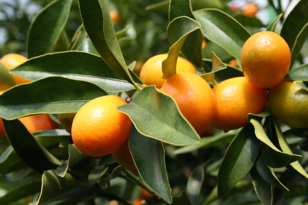 Kumquat Nagami Tree