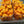 Kumquat Nagami Tree