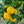 Kusaie Lime Tree (Kusaie Rangpur Tree)
