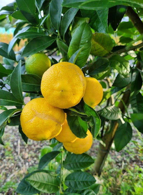Kusaie Lime Tree (Kusaie Rangpur Tree)