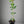 Genoa Lemon Tree