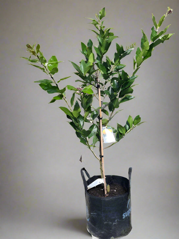 Lemonade Lemon Tree