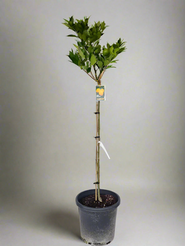 Lemonade Lemon Tree