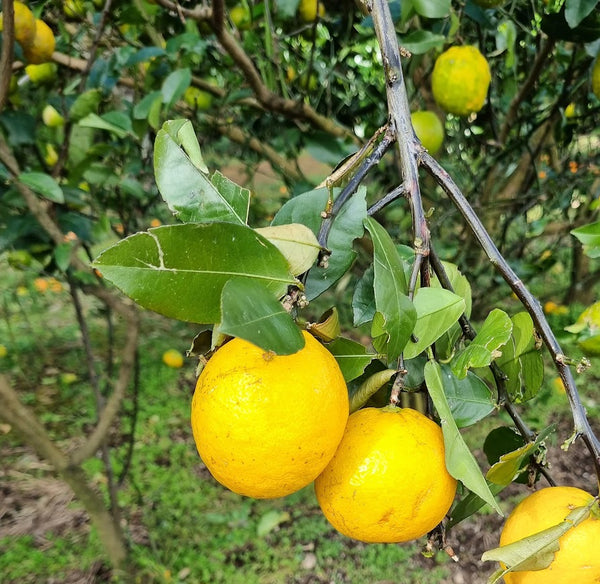 Lemonade Lemon Tree