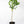 Key Lime Tree (Mexican Lime Tree)