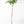 Key Lime Tree (Mexican Lime Tree)
